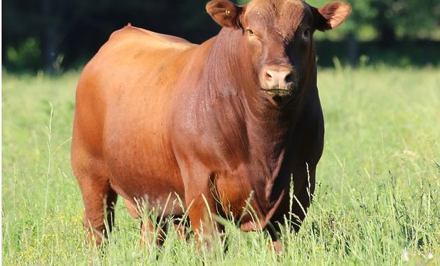 Tanto los toros como las hembras de pedigree salen a venta con información genética de dos sistemas de evaluación.