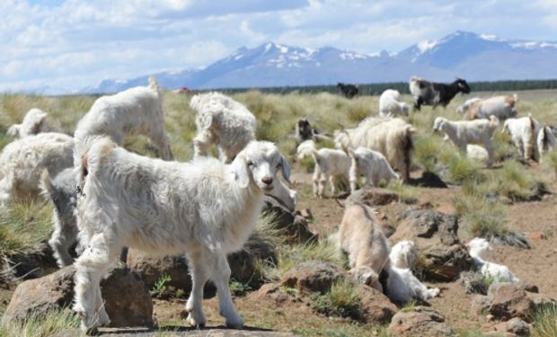 La cabra criolla del norte neuquino aparece como alternativa para el repoblamiento.