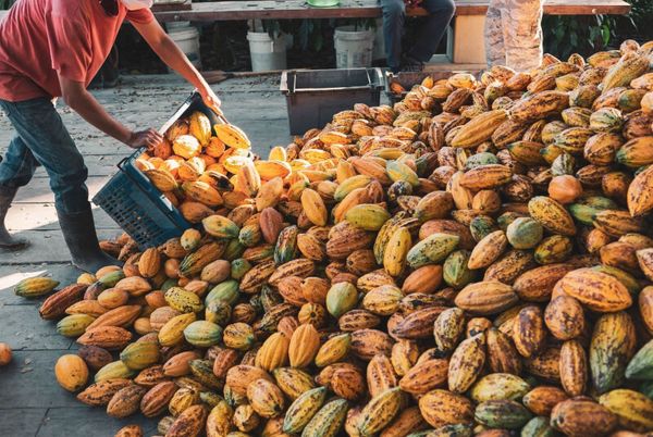 Amêndoas de cacau secando ao sol em estrutura de beneficiamento agrícola