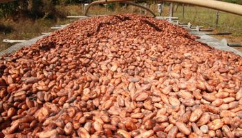 Brasil suspende importação de cacau da Costa do Marfim e acende alerta sanitário