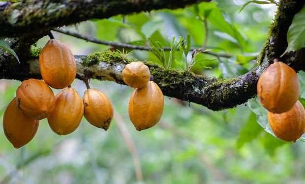 Josiane descobriu que apenas 3% da produção no Brasil é da categoria cacau fino, que permite a fabricação de chocolates de alto padrão.