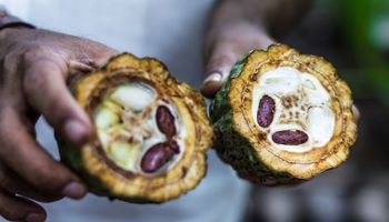 Fundo global doa US$ 5,3 milhões para agroflorestas de cacau do Brasil