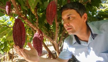 Cacau avança em SP e fortalece nova frente do agro paulista