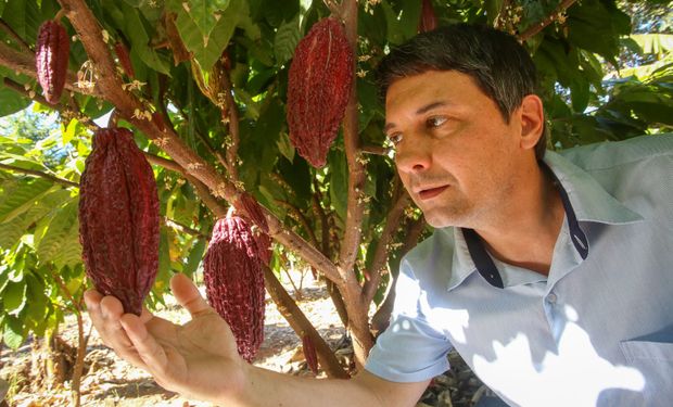 Cacau avança em SP e fortalece nova frente do agro paulista