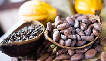 Cacau recua a níveis pré-crise e abre janela para indústrias planejarem 2026