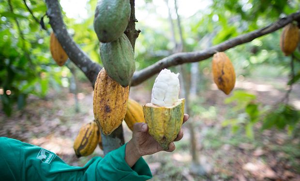 Trama é ambientada no Sul da Bahia, tradicional região produtora de cacau.   (Foto - Wenderson Araujo/CNA)