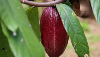 Parece, mas não é: pesquisa desenvolve pó para substituir cacau em chocolate