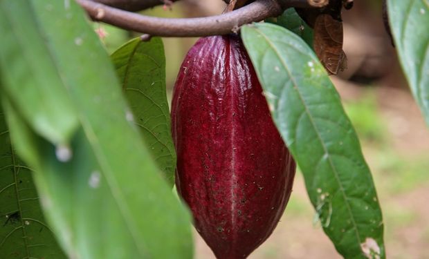 Parece, mas não é: pesquisa desenvolve pó para substituir cacau em chocolate