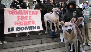 Coreia do Sul aprova projeto que proíbe consumo de carne de cachorro
