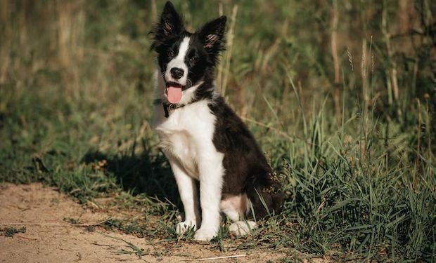 Qué vacuna hay que ponerle a los cachorros: consejos para evitar riesgos en perros y gatos