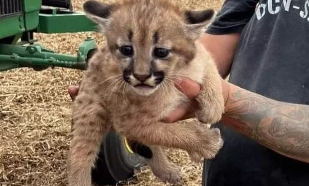 Encontraron un cachorro de puma mientras cosechaban soja: cómo se debe actuar