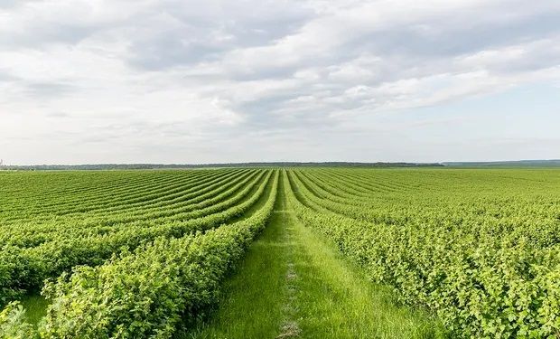 Propostas irão auxiliar na criação de um plano documento do RegularizAgro. (foto - banco Freepik)