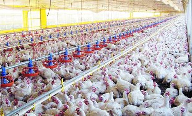 La cadena del pollo suma conocimiento