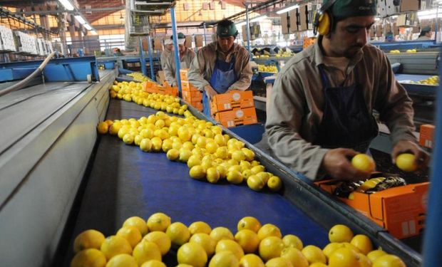 Declaran al NOA como “Área Protegida de HLB”. Lo dispuso el Senasa.