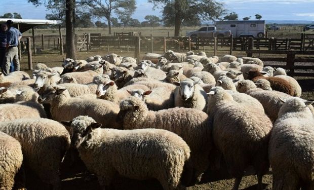 Argentina tiene aproximadamente 15.000.000 de cabezas ovinas.