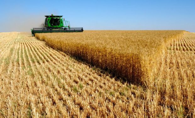 Cae el rendimiento promedio del trigo y la producción pierde 300 mil toneladas en la zona núcleo
