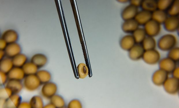 Se termina el hechizo: el mercado se "agota" y el precio de la soja cae