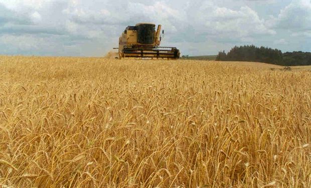 El último informe semanal de evolución de cultivos de la BCBA indica que ya se cosecharon 102.400 hectáreas de trigo en el sector sur de la región núcleo pampeana.