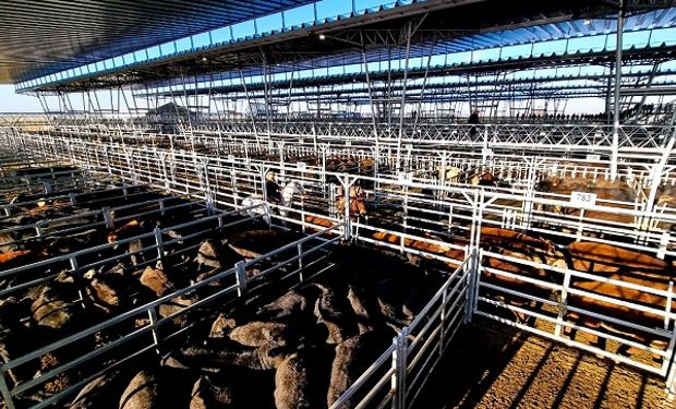 Se recupera el precio de la carne: sólido aumento de la hacienda en pie