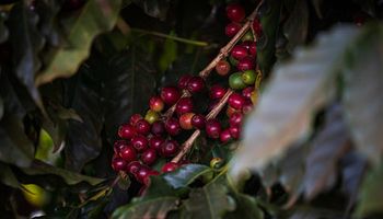 Clima reduz safra paulista de café em 530,8 mil sacas em 2022