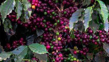 Exportação de café do Brasil cai 33% em fevereiro, diz Cecafé