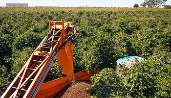 Em 2023, produção brasileira de café deve ser de 54,74 milhões de sacas, diz Conab