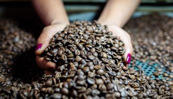 Conab estima produção de 58 milhões de sacas de café em 2024