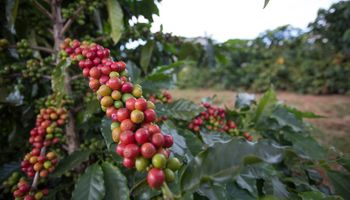 Colheita da safra 2024/25 de café atinge 10% da área no Brasil