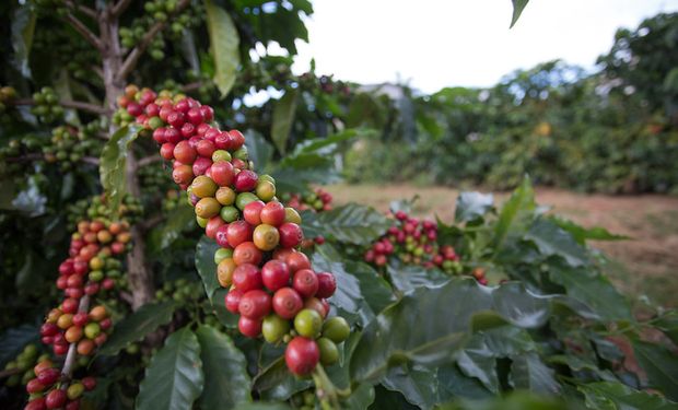 Colheita da safra 2024/25 de café atinge 10% da área no Brasil