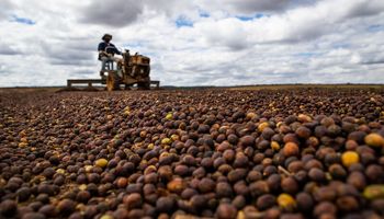 Funcafé: cafeicultores têm R$ 1,13 bilhão de crédito disponível até dia 28