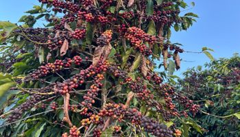 Brasil está pronto para liderar produção de café de baixo carbono, mas...