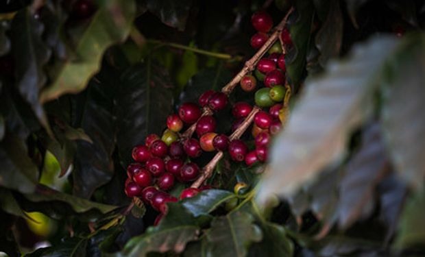 Faesp prevê colheita de 3,9 milhões de sacas de café arábica em 2022. (foto - Sistema CNA/Senar)