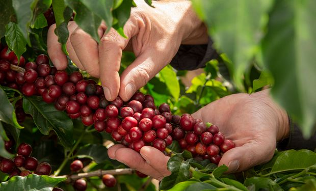 Cotação do café arábica recua 13,4% por incertezas no mercado global
