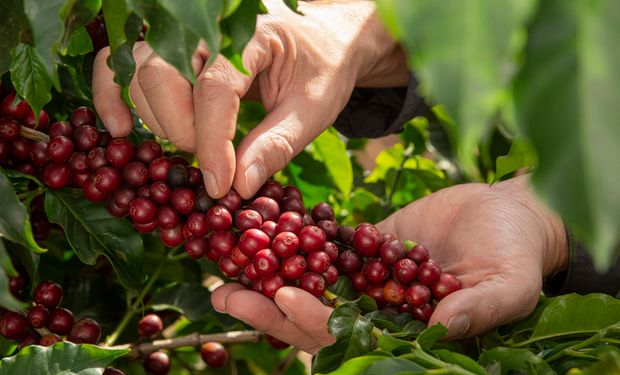 Quais são as lavouras mais valiosas do Brasil? Café é o 4º