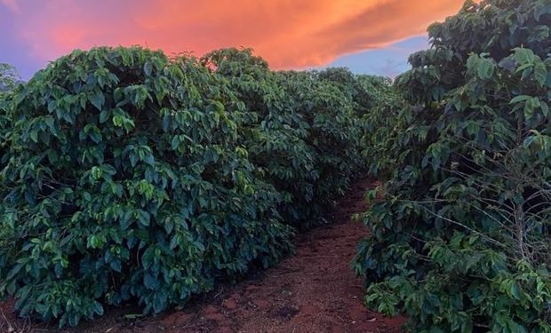 Mercado de café: preços fracos para arábica e firmes para conilon no Brasil