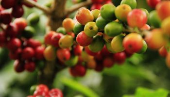Quebra da produção de café e valores internos mais atrativos limitam embarques