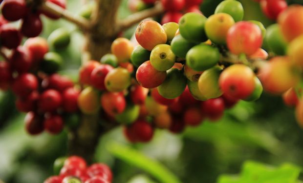 Clima deve reduzir produção no Espírito Santo. (foto - CNA/Senar)