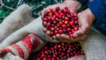 Café valorizado e adubo mais barato ampliam poder de compra do produtor, diz Cepea