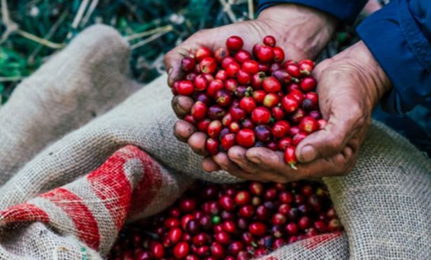 Café valorizado e adubo mais barato ampliam poder de compra do produtor, diz Cepea