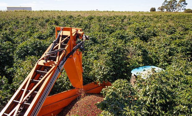 Colheita de café ganha ritmo no Brasil e chega a até 15% para