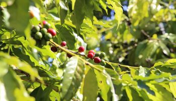 Secretaria de Agricultura de São Paulo lança Concurso Estadual Qualidade do Café