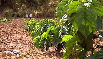 Produção de café Conilon dispara em Minas Gerais