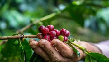 Boom do café robusta: variedade decola com dobro da lucratividade sobre o arábica