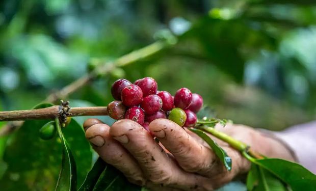 Boom do café robusta: variedade decola com dobro da lucratividade sobre o arábica