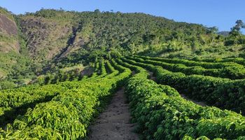 Nova praga coloca cafeicultores em alerta no Espírito Santo