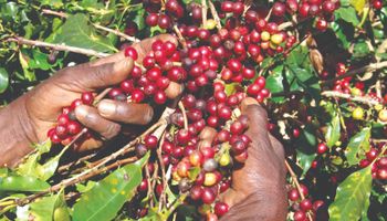 Padronização dos lotes preocupa produtores na reta final da colheita de café