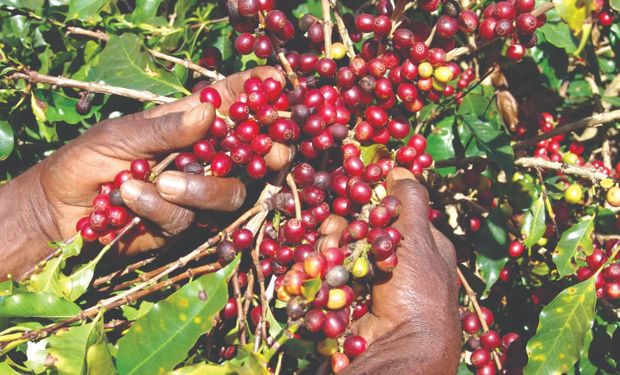 Padronização dos lotes preocupa produtores na reta final da colheita de café