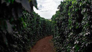 Brasil teve receita de US$ 9,23 bilhões com exportação de café em 2022 