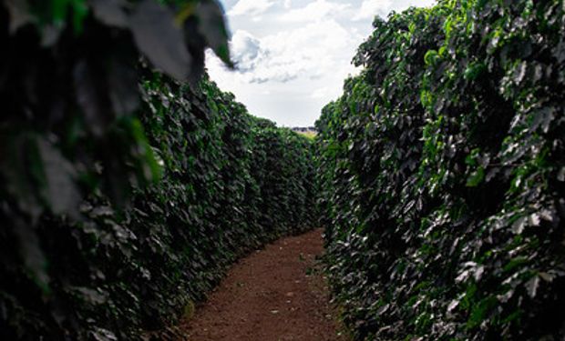 Brasil embarcou 39,350 milhões de sacas de 60 kg para 122 países no ano passado. (foto - Sistema CNA/Senar)