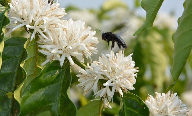 Floradas, que originam a cereja do café, podem abortar caso o clima seja menos chuvoso. (foto - Embrapa)